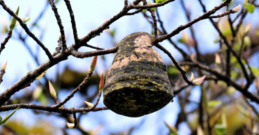 a wasp nest hanging on the tree