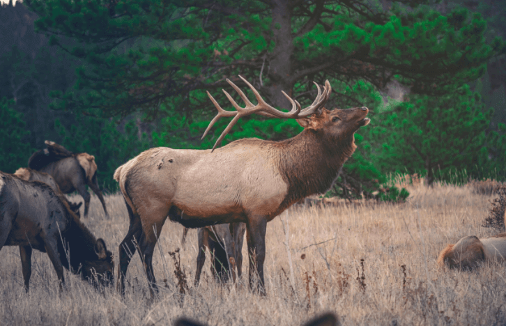 an Elk