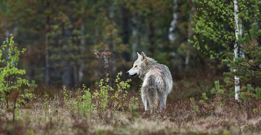 coyote hunting