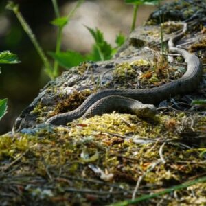 deadly snakes in georgia