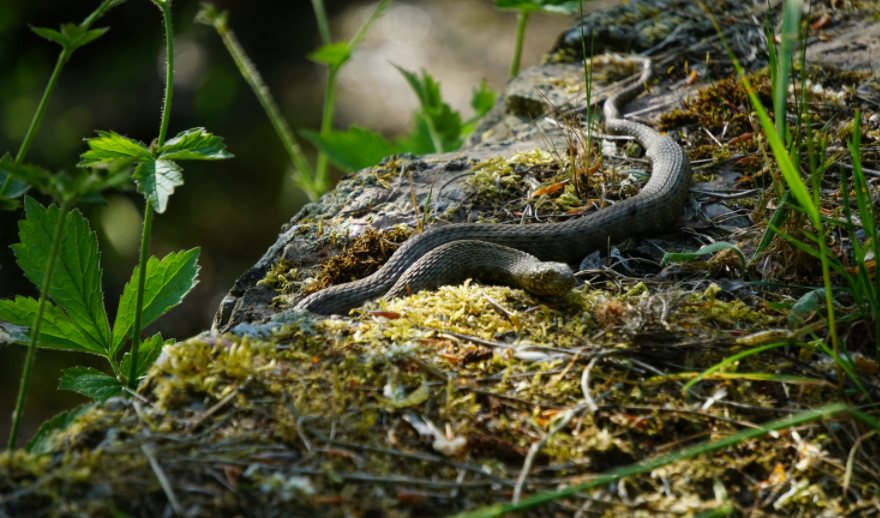 deadly snakes in georgia