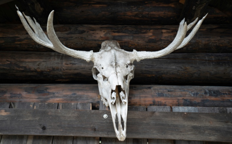 deer skull mount