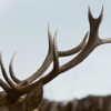 how to identify deer moose elk and caribou