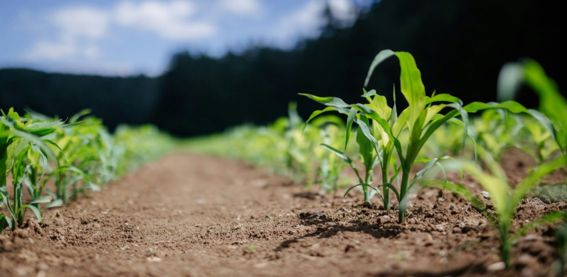 plant corn for turkey food plot