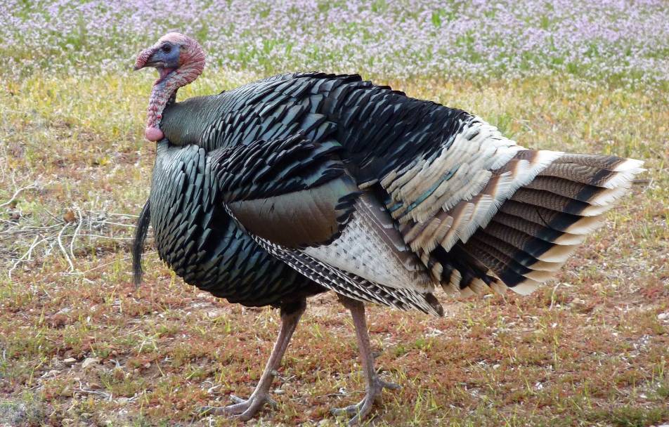 turkey in Georgia