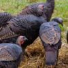 turkeys in food plot