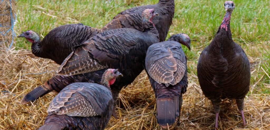 turkeys in food plot