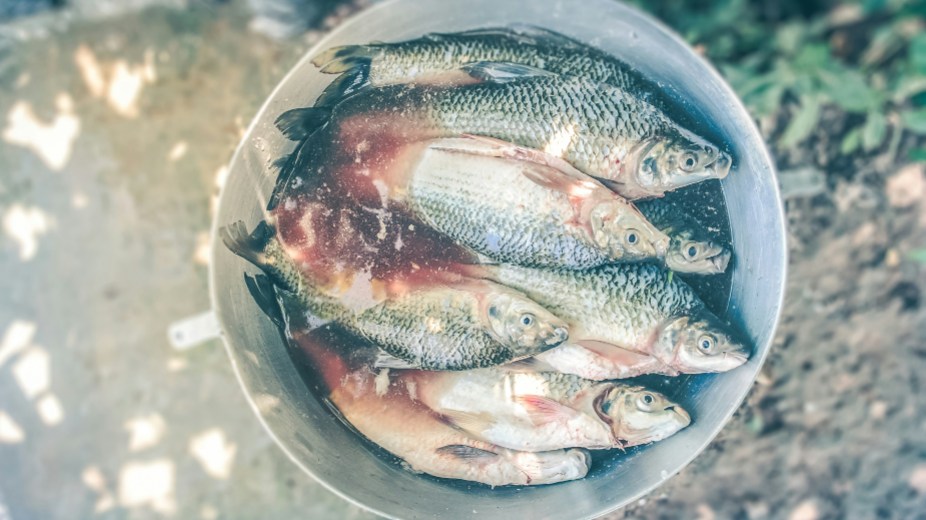 a bucket of fish