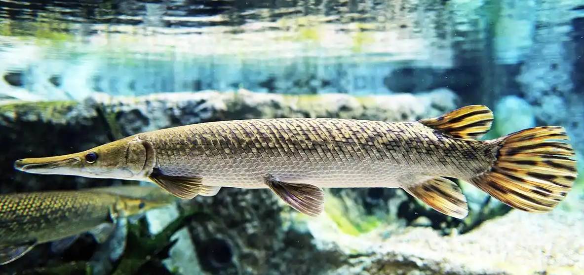 catch a gar in the lake