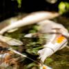 carp fish in the lake