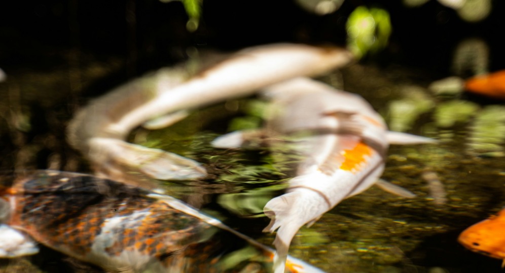 carp fish in the lake