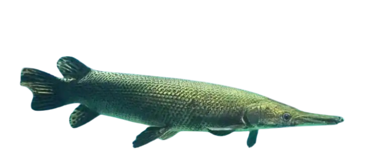 gar fish appearance