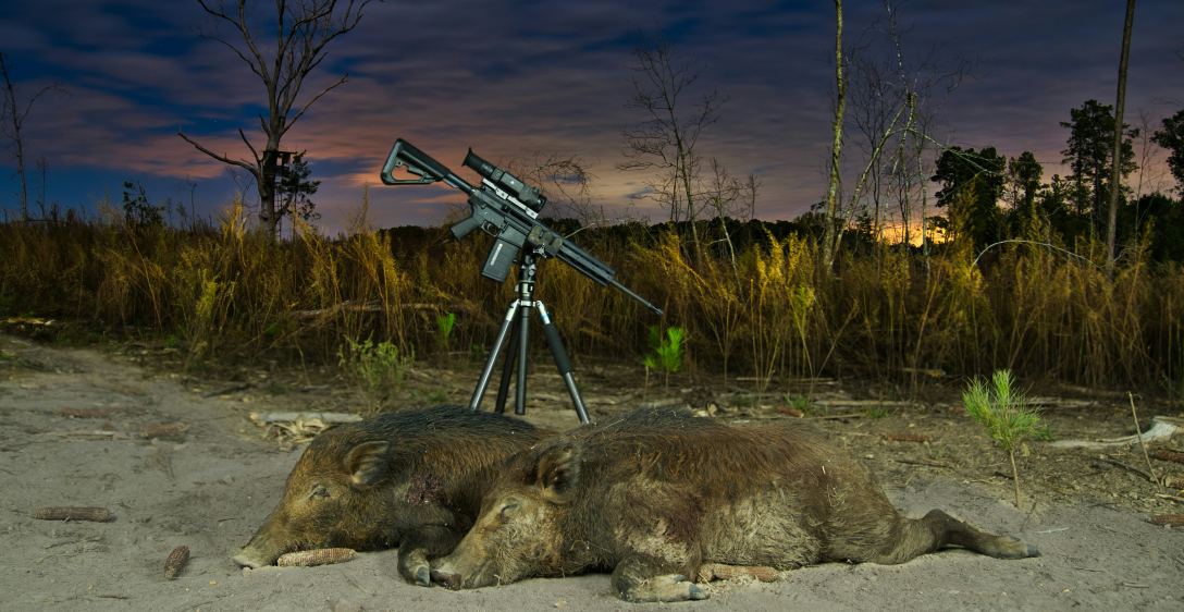 hog hunting year round in the US