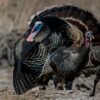 hunt and field dress a wild turkey