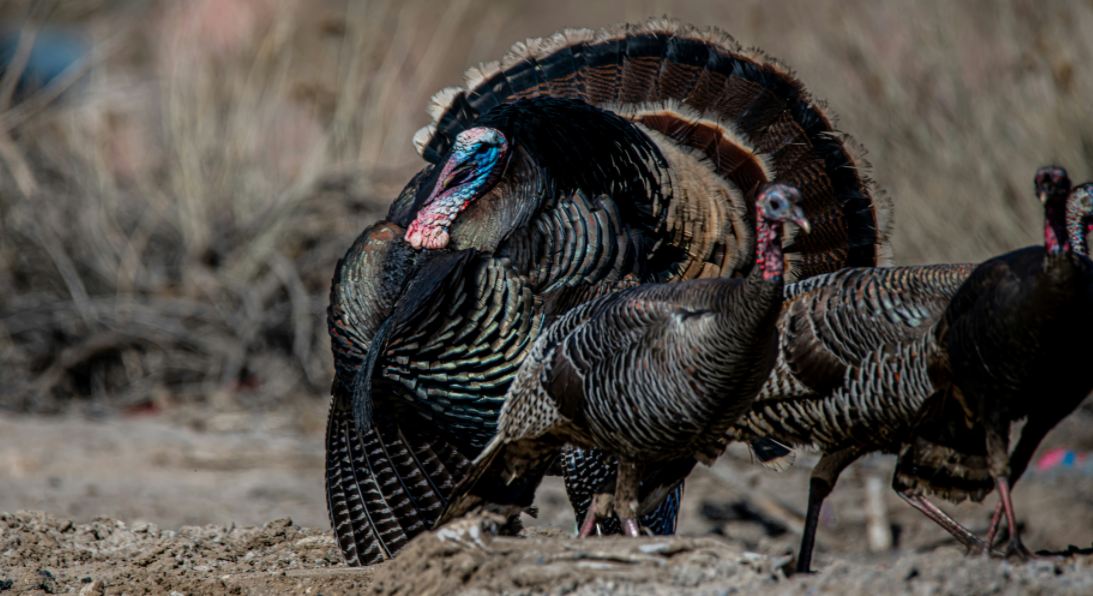 hunt and field dress a wild turkey