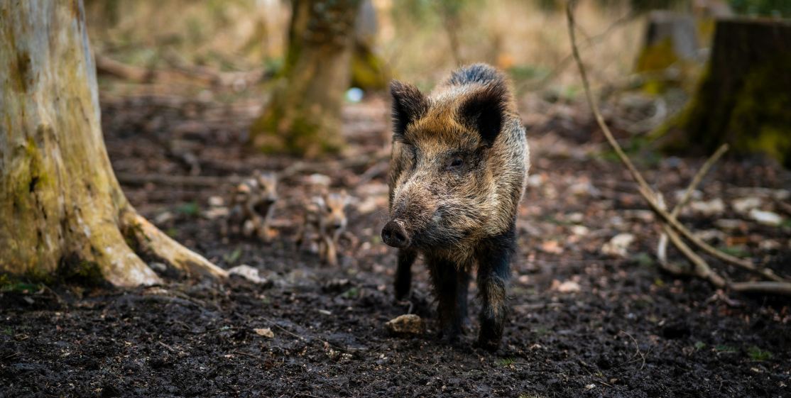 Hawaii boar