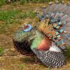 Ocellated turkey hunt - by Roland Seitre