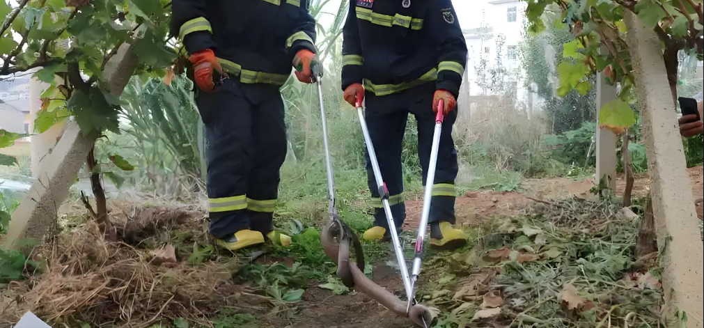 catch a snake with snake tong