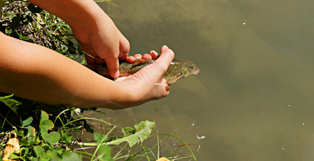 catch and release the fish into the lake