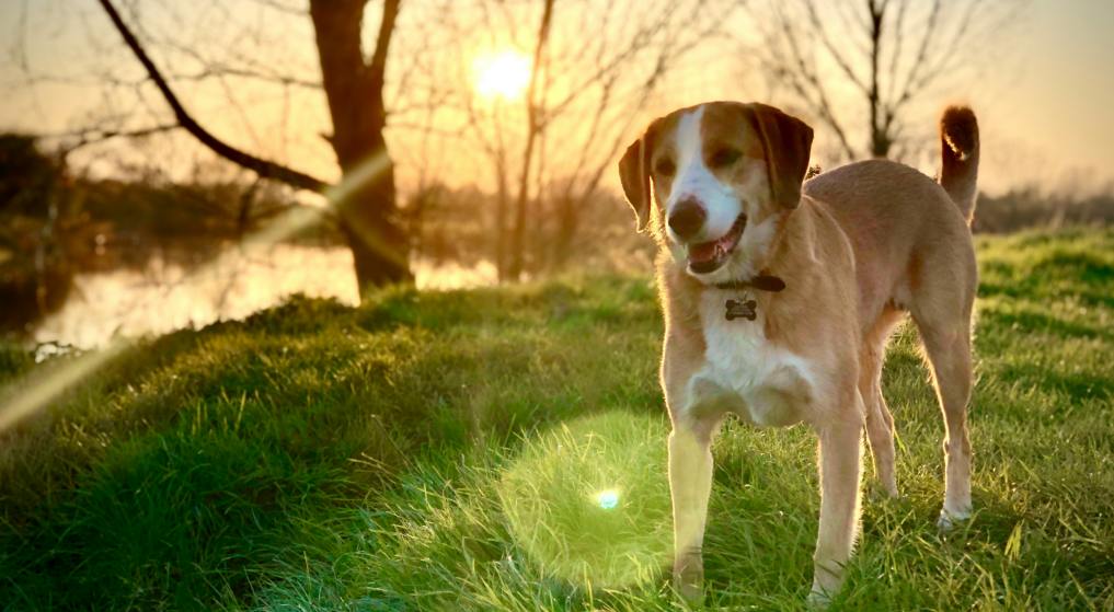 train a beagle to hunt rabbits