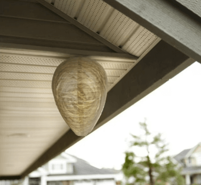 wasp nest decoy on sale